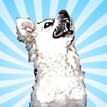 Coub profile picture for @fortunate