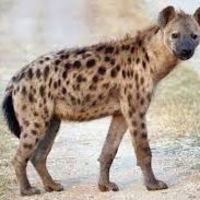 Hyena