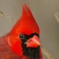 Angry Cardinal