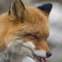 Fluffy