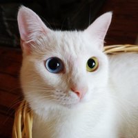 Emilcat11