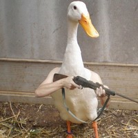 Zloy Gus'