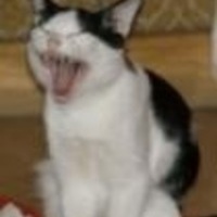 Zooma