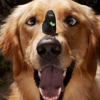 Лабрадор с бабочкой