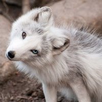AloneDeWolf