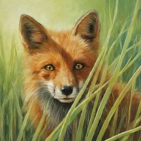 Anima