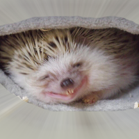 Nonmant