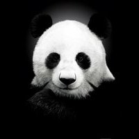 IamGiantPanda