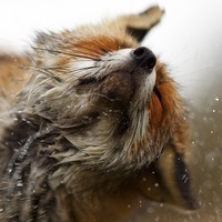 Арсений Ретушев