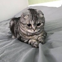 Михаил Цыбизов