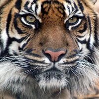 Purgen_1605