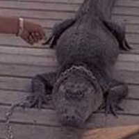 alligator