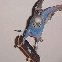 fanerov