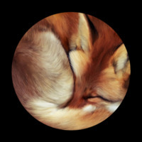 FoxyMaxGamer