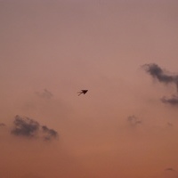 Lumin Bird