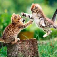 mishagan90