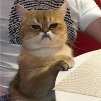 Елизавета Вольцоген
