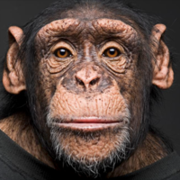 monkeypon