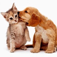 Animal Petsx