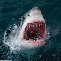 GreatWhite