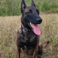 Zuza_malinois