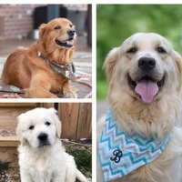 The Pawesome Trio