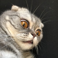 Nik