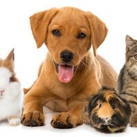 Pets Hard Work Pays
