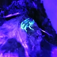 Arthropod