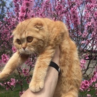 🐈Piterskij Kot🐈