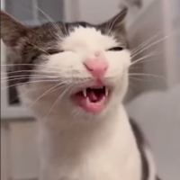 tommypri