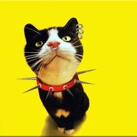 Black Cat