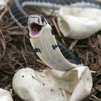 Danger_Noodle_King