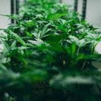 The Clone Conservatory