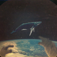 Whale 52hz