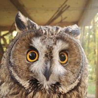 Konstantin  Aleksandrov