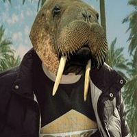 Walrus Walrus