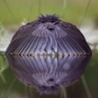 Недооценённая дичь и черновые версии