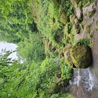 Mohsenowskii