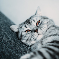 cat Max
