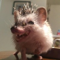 Алексей Антенович