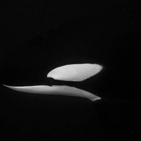 Orca