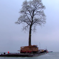 liriodendron tulipifera