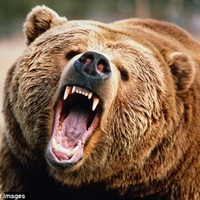 Grizzly Titan
