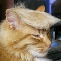 TrumpsCat