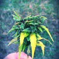 magitusi kvelas mogixsnit xvelas