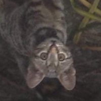 Picu El Gato