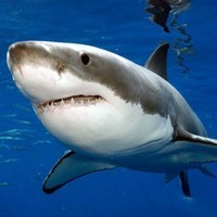 Mineshark