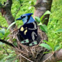 Birdy Birdman