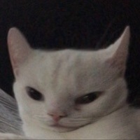 PleaseDontPetMyDog